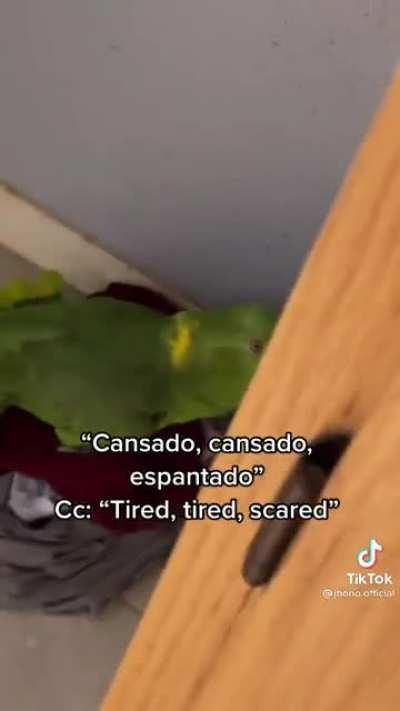 What it’s like to have a 2nd Hispanic mother that’s a parrot 🦜