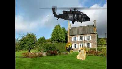 Cheems is invincible