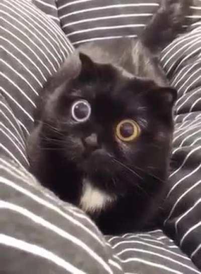 Reactor online. Sensors online. Weapons online. All systems nominal.