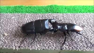 I put Hollow Knight boss music over real bugs fighting