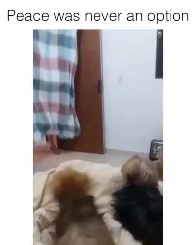 Peace was never an option