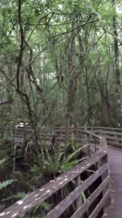 This might be the Florida equivalent of a Bigfoot sighting