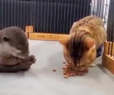 If you steal a little bit, then the woolen one will not notice