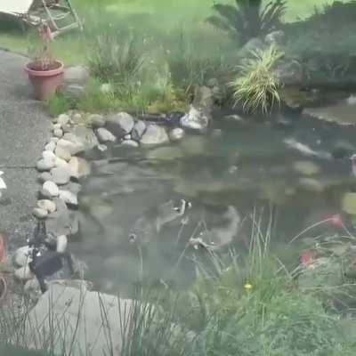 🔥 This pair of young raccoons attempting to summon a portal in someone's koi pond 🔥