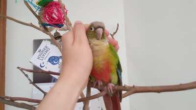 Самая красивая и милая птица