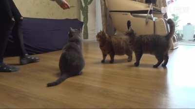 Chonk: A Story In The Life of The Happy Fat Cat Mango and Her Journey to Dechonkification