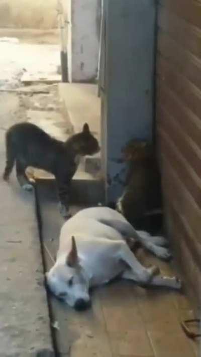 Поспать не дают😡