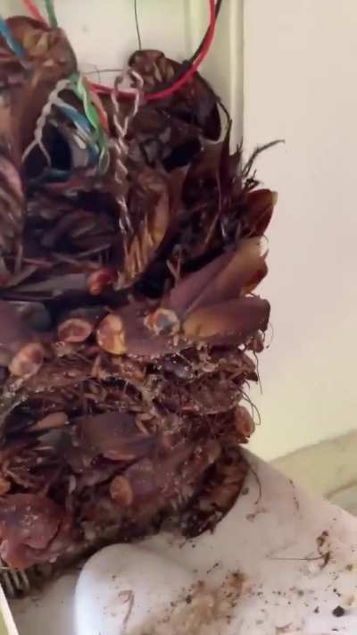 Kings, what the hell?!? Toids hiding their pets to avoid my modest 250% nonrefundable deposit? They’ll pay for this: I’m sending the LDF (Landlord Defense Force) to level their village’s hospital as punishment.