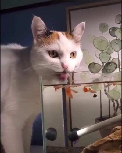 Drinking up those hyper votes