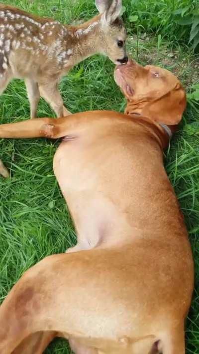 A little tenderness for your evening