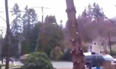 Cutting a tree without any calculations!