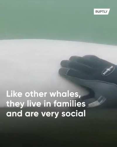 🔥 Russian diver has friendly encounter with Beluga whale.. 🔥