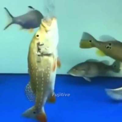 You a genetic experiment gone wrong😧