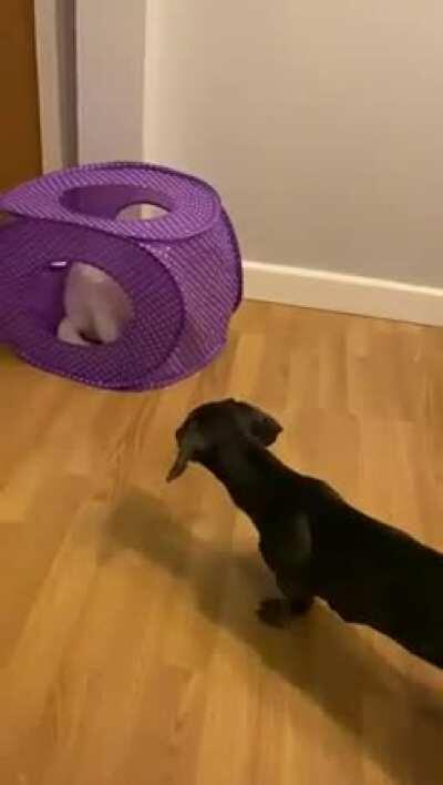 Sprite the 3 Legged Cat startles Gavin the Suspicious Hotdog.