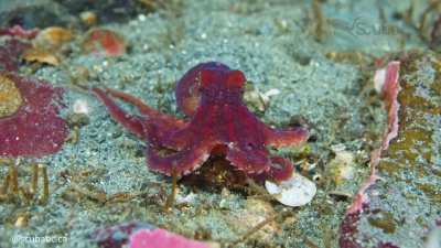 🔥 A tiny predator on the night shift - watch this baby octopus hunting on the sea bottom [OC]