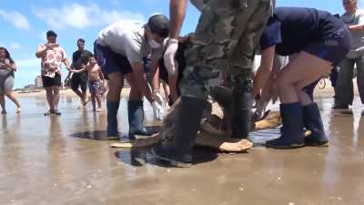 Partido de La Costa: Rescataron una tortuga cabezona de 130 kilos y la ayudaron a regresar al mar