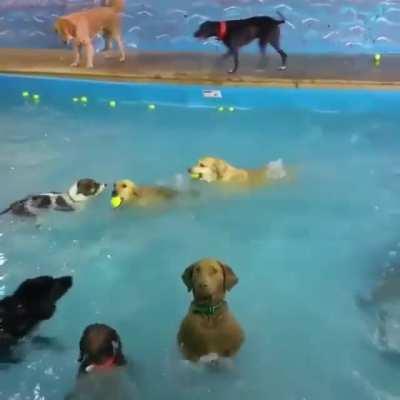 Pupper Pool Party