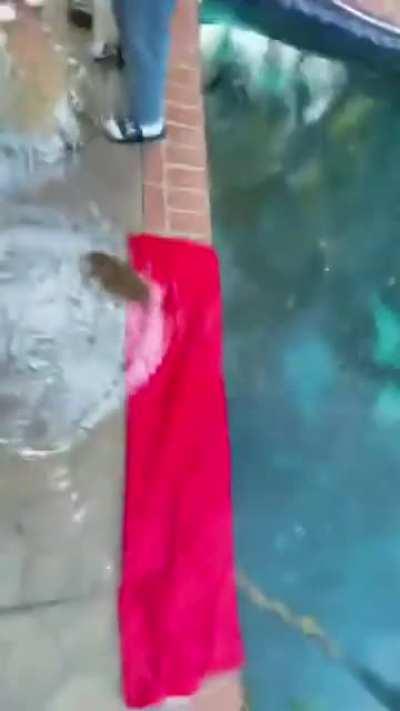 Tricking Your Friends That You'll Be Racing But You Instead Place Crickets Inside Their Plastic Bubble And Push Them On A Pool