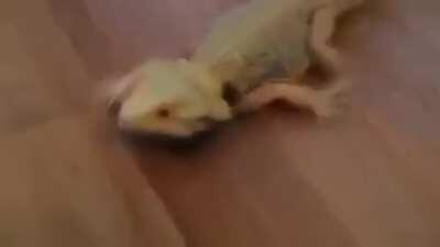 That dragon be racing tho