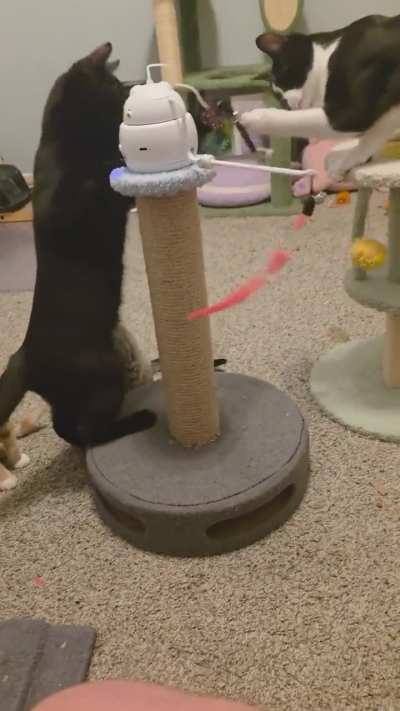 Do we want supporters or sycophants?