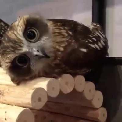 Possibly the cutest little owl I've ever seen!