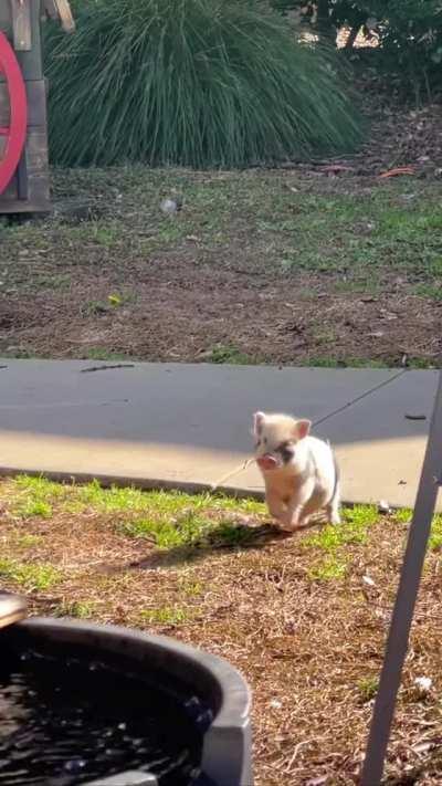 Having a friend to play with is the best!