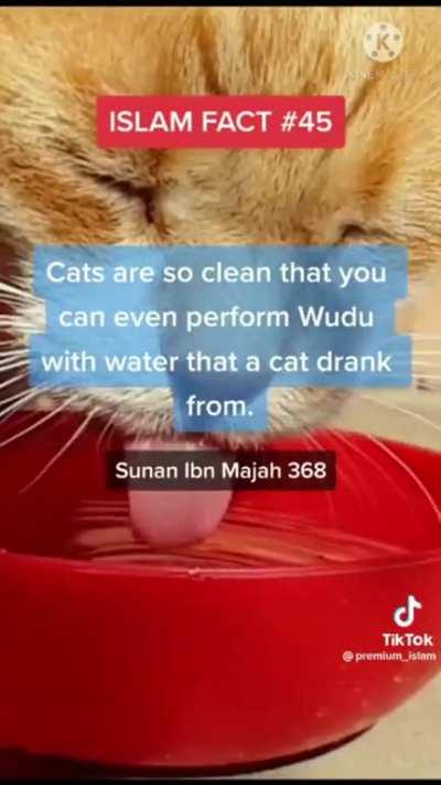 More reasons why eating cats is halal if you slaughter them correctly.