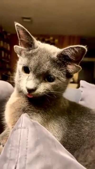 A cat with 2 pairs of ears. (A rare genetic condition.)