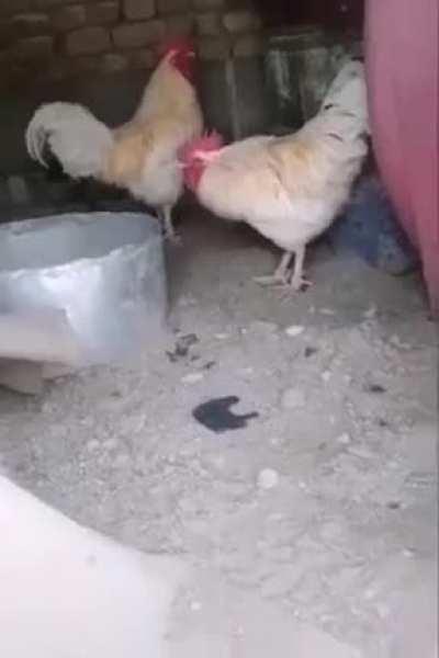 Legends say it was the last time he played with roosters