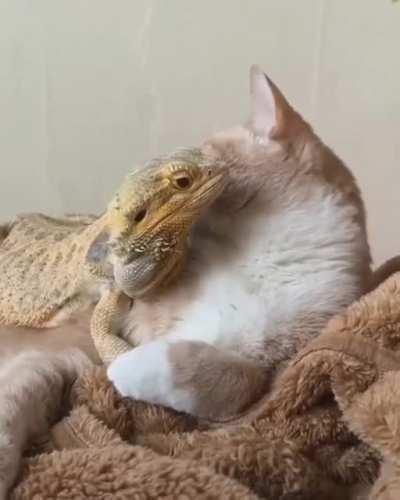 Все любят Котиков