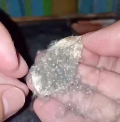 Thanks I hate spiders