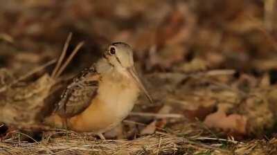 American woodcock now on tour