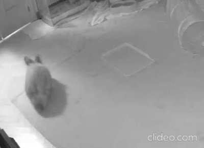 We set up a surveillance camera for our bunnies some weeks ago. Today I caught the exact moment when Daxter realized his hooman (my bf) was back home 😍
