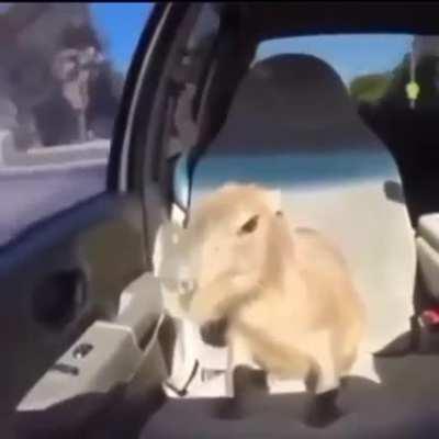 CApbyra suss funni amog us moments and more