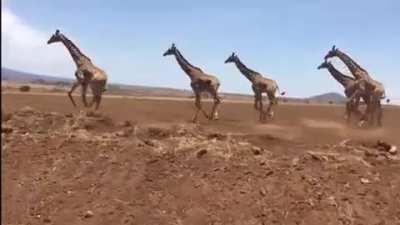 This tower of giraffes running beside a road