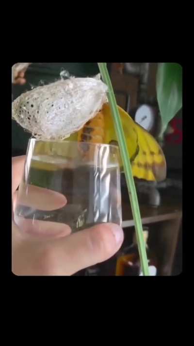 Moth just finished transforming and immediately did this.