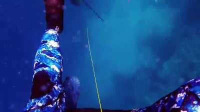 Spearfisherman saves his own life with his quick reflexes