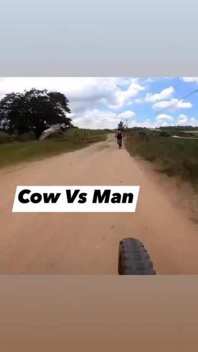 Cow runs after bicyclists