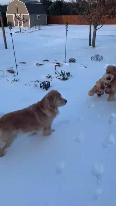 My Texas girls are confused