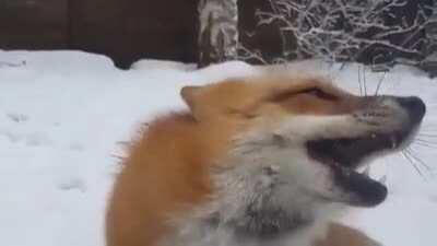 Fox Gets Booped