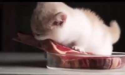 The character of a lion