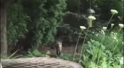 🔥 A family of seven foxes having a blast at this man garden 🔥