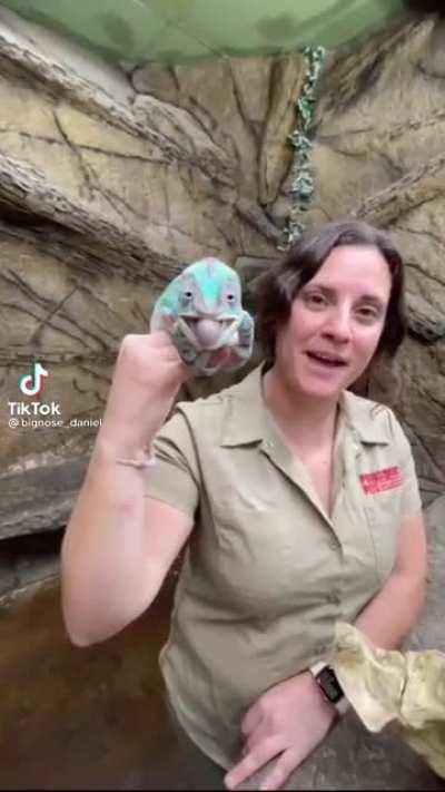 Big old male panther chameleons