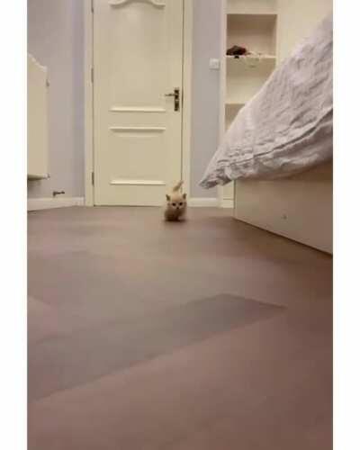 Adorable tiny kitten racing into hearts