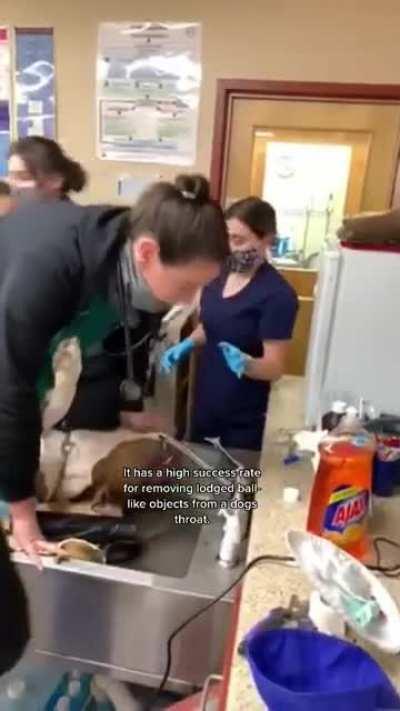 external extraction technique on dogs choking on tennis balls