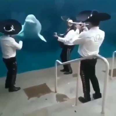 Dolphin got some great music taste