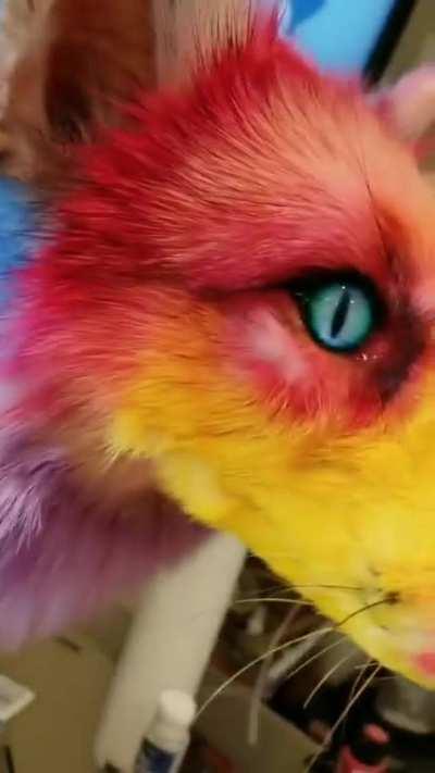 Gay pride...... taxidermy?