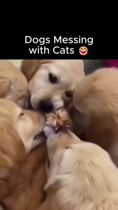 Total sibling energy 