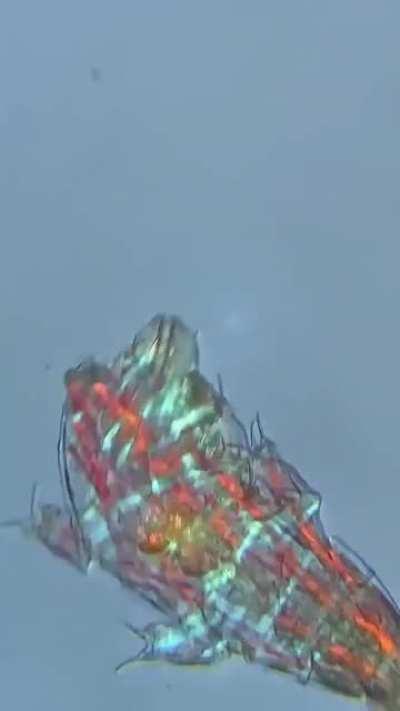 Тихоходка (лат. Tardigrada)