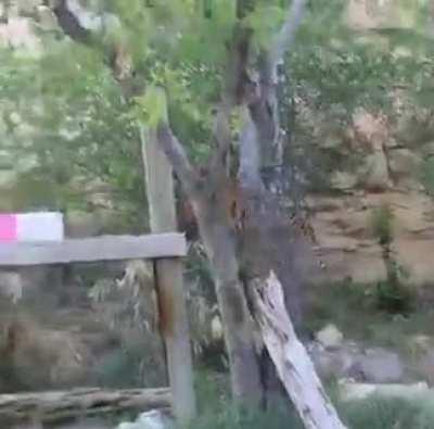 Tiger playing with box